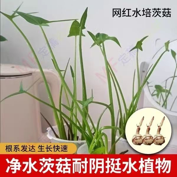 水生植物慈姑，泡水里就成活