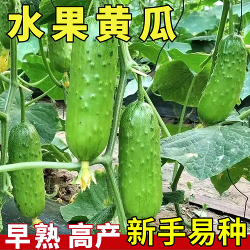 水果黄种子大全四季种植