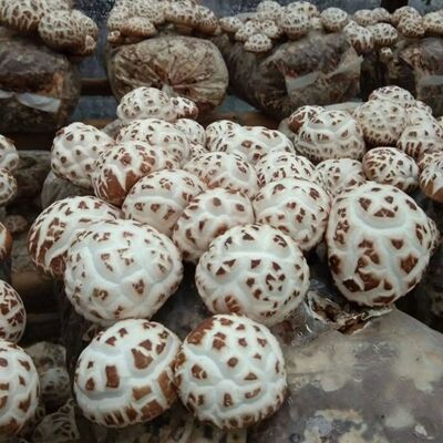 喷水就出菇不挑土壤四季种植