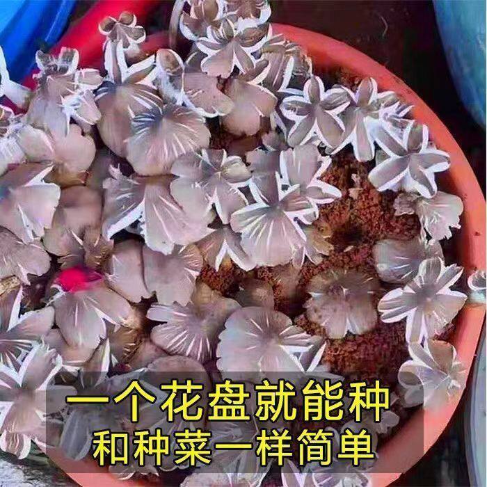 云南鸡油菌种高产食用菌鸡枞菌包蘑菇种植包室内阳台四季盆景盆栽