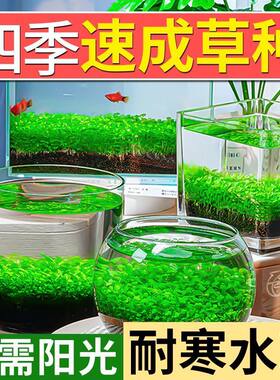 水草种籽包发芽7天成景