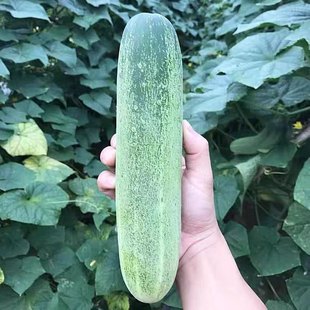 可留种潮汕旱黄瓜老式黄瓜种籽可生吃水果黄瓜大青瓜老黄瓜种籽