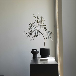 诗与自然柳叶孔雀木飘枝造型诧寂风中古风格 绿植小众个Z性盆栽植