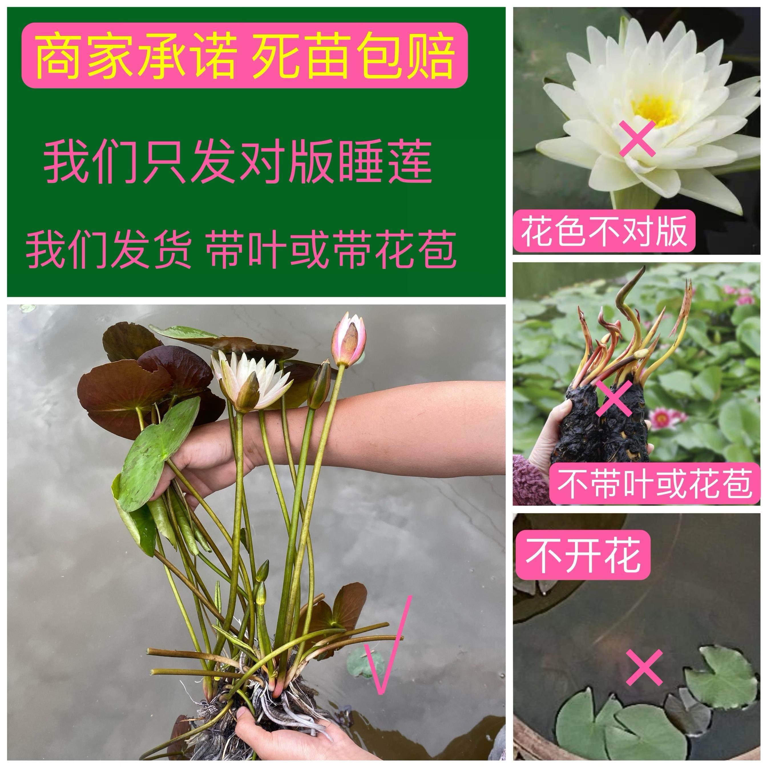 睡莲水培植物带花苞基地直发莲花水养花卉香水睡莲室内种植莲荷花