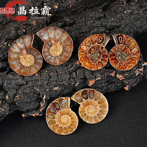 天然海螺化石切面摆件