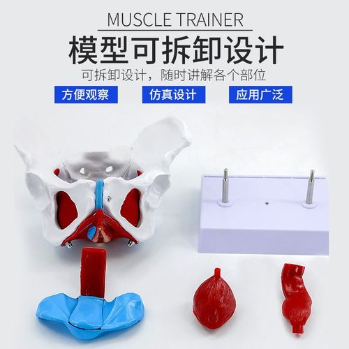 女性骨盆模型及盆底l肌模型 子宫模型 盆骨分娩助产教学模型妇产