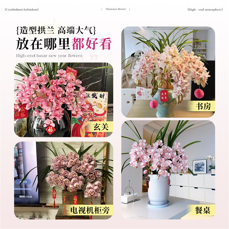 现货速发大花蕙兰带花苞盆栽花卉绿植室内高级感客厅年宵花耐寒冬