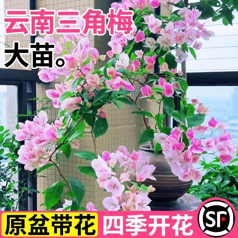 现货速发三角梅花盆栽重瓣带花老桩大漳红樱室内台花卉爬藤四季开