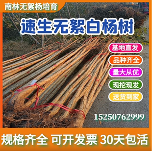 杨树苗南林3412无絮杨吉德杨杨树苗无絮3804速生杨树苗无絮扦插苗