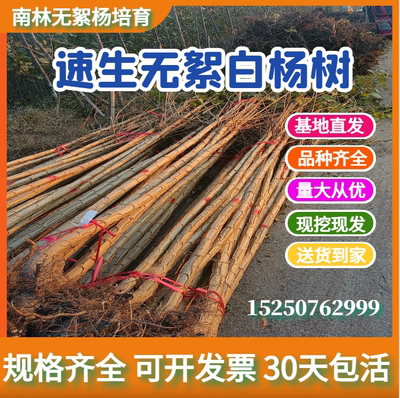 速生杨树环保型杨树长势快