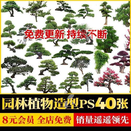 禅意新中式日式园林景观植物松树罗汉松迎客松造型PSD分层素材