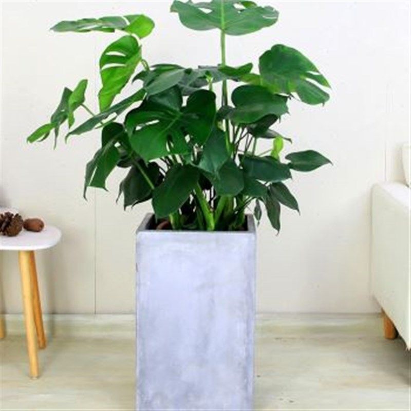 大型龟背竹大叶办公室绿植盆景栽绿色植物室内客厅吸甲醛净化空气,个性定制/设计服务/DIY,明信片定制,淘宝优惠券,粉丝福利购,淘宝优惠卷