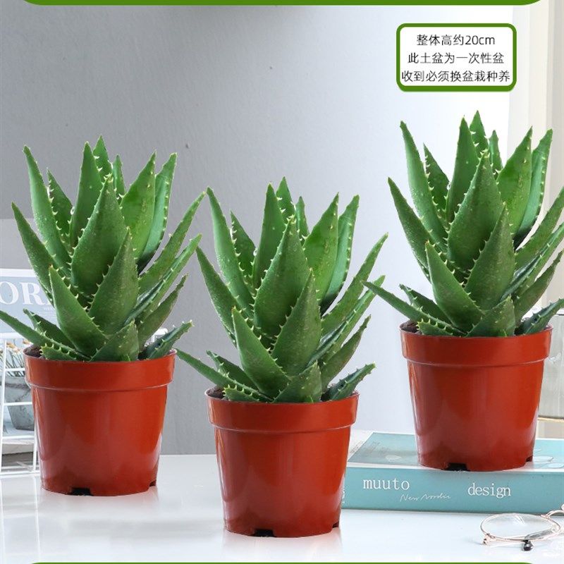 芦荟盆栽除甲醛净化空气办公桌可水培干净好养活多肉四季好养花卉,个性定制/设计服务/DIY,明信片定制,淘宝优惠券,粉丝福利购,淘宝优惠卷