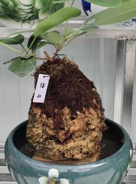 好TZU厂促上水石植物景假活山盆室内养易四季常绿吸收甲醛观赏湿