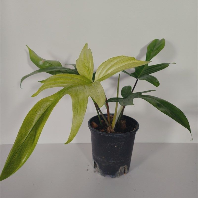 飞机幽灵蔓绿绒热植盆栽趣味可水培植物净化空气吸收甲醛超划算,个性定制/设计服务/DIY,明信片定制,淘宝优惠券,粉丝福利购,淘宝优惠卷