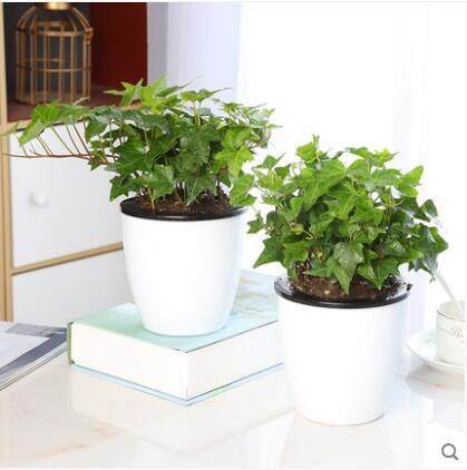 常春藤盆栽植物室内垂吊吸甲醛净化空气四季常青藤蔓好养易活绿植,个性定制/设计服务/DIY,明信片定制,淘宝优惠券,粉丝福利购,淘宝优惠卷