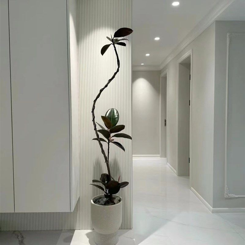 造型黑金刚橡皮树大老庄盆栽室内外吸甲醛净化空气好养易活真绿植,个性定制/设计服务/DIY,明信片定制,淘宝优惠券,粉丝福利购,淘宝优惠卷