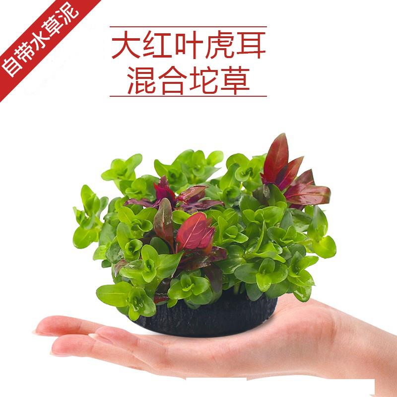 绿菊坨草增氧懒人球形水草一整套斗鱼鱼缸造景无需底砂净化水质