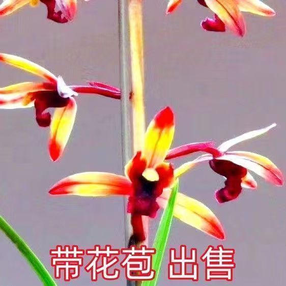 带花苞十大名贵兰花苗蕙兰【传奇】浓香型直发室内外绿植花卉