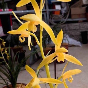 蕙兰带花苞兰花【金黄素】盆栽浓香型阳台室内外常青花卉惠兰名贵