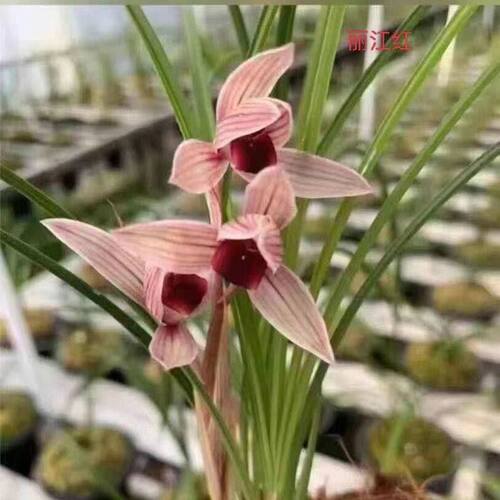 兰花花苞新店开张新品丽江名贵带