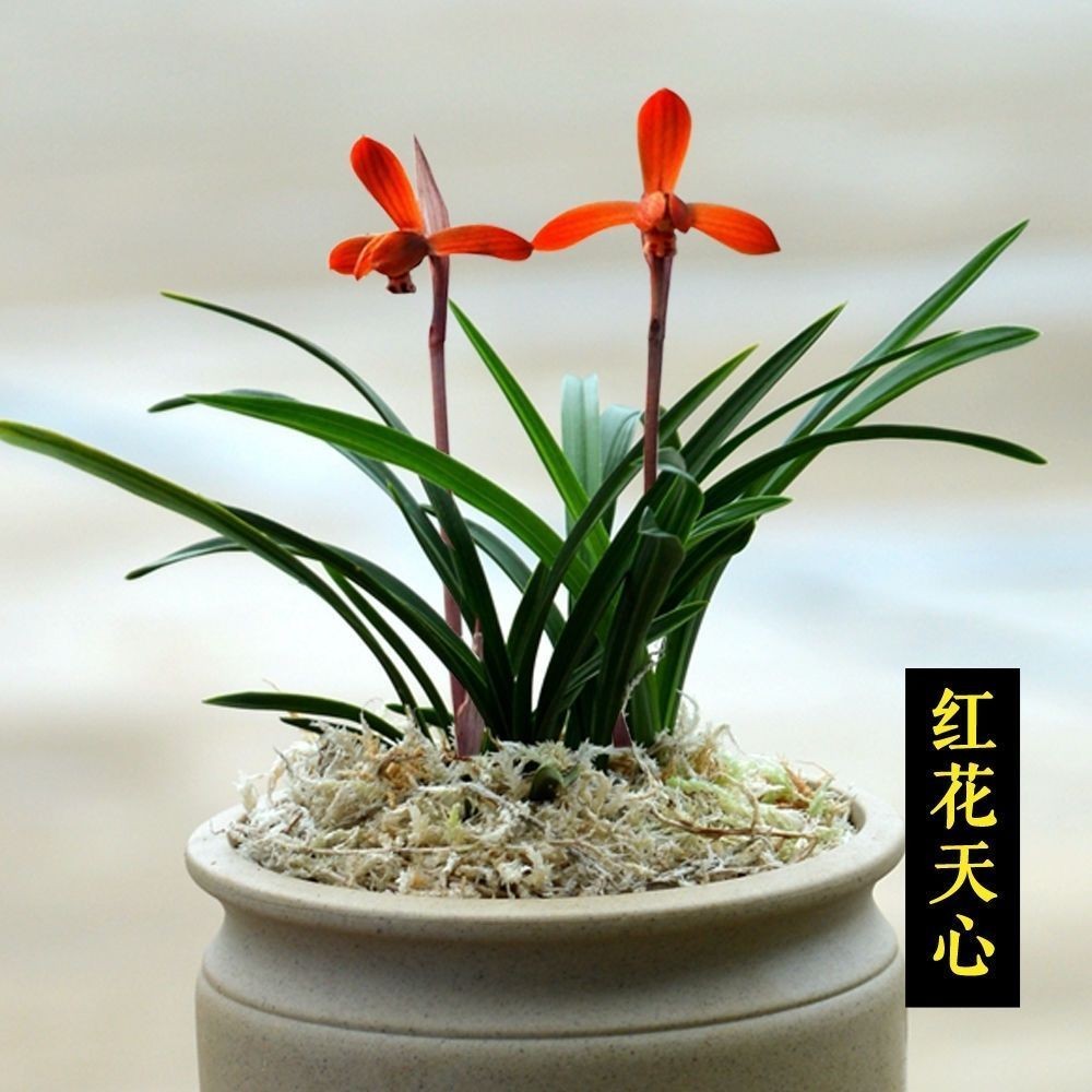 带花苞春兰经典红花【天心】矮种兰花苗花开浓香型室内外盆栽花卉