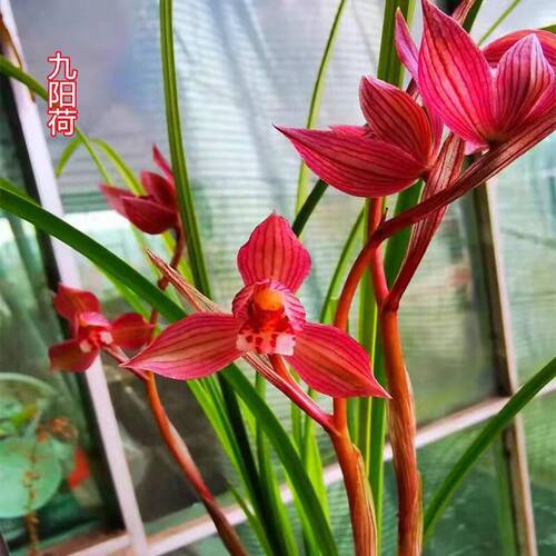 浓香型花苞九阳花苗懒人盆栽内外