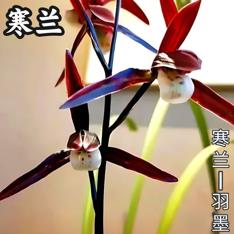 带花苞兰花浓香寒兰【羽墨】传世精品转色紫红花卉绿植室内外盆栽