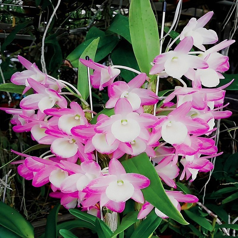 台湾石斛系列基地 洋兰苗石斛兰盆栽苗浓香花卉兰花苗