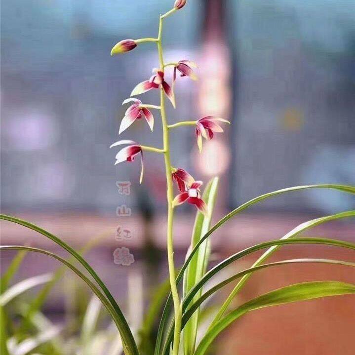 进化艺出中透稿秋榜国魂【万山红缘】兰花苗红花红素室内外花卉