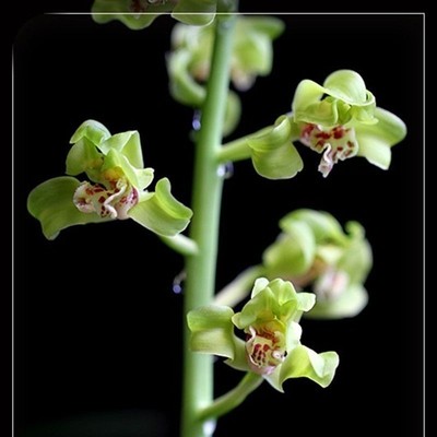 带花苞兰花苗新品蕙兰老朵云