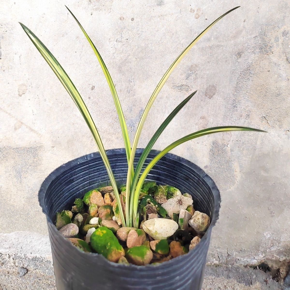 春兰资源艺草 浓香型 黄金 净化空气