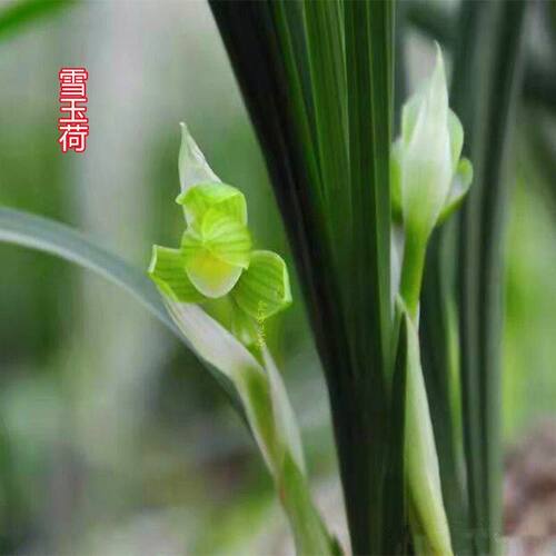 办公室浓香型花苞花苗懒人盆栽带