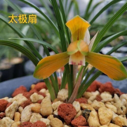 办公室花苞阳台花苗新品太极内外