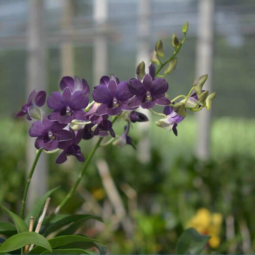 开花浓香型【紫玲珑】石斛泰国石斛紫色大花石斛兰花期长净化空气