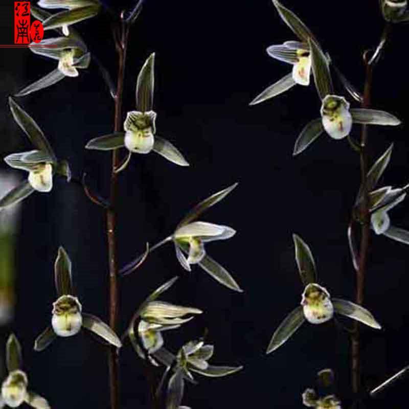 带花苞爆款兰花大全名品【银华】黑色好养花卉大全绿植室内外盆栽