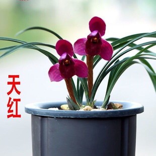 春兰矮种带花苞 名贵浓香型室内外兰花大全阳台庭院花卉 天红