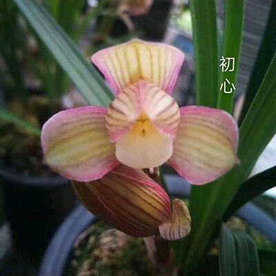 将上花苗春兰新品初心开花浓香即