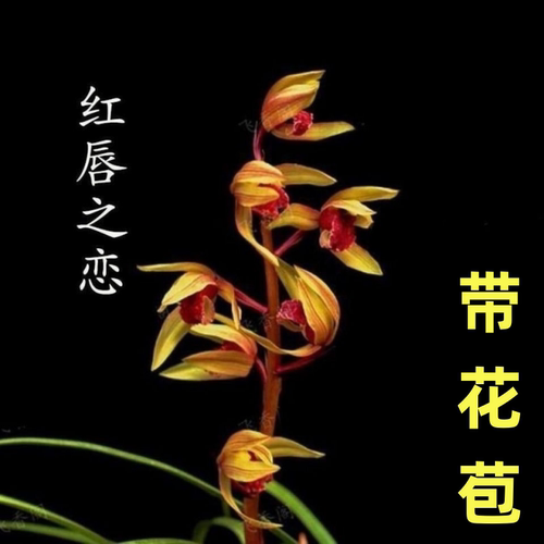 办公室浓香型花苞花苗红唇之恋带
