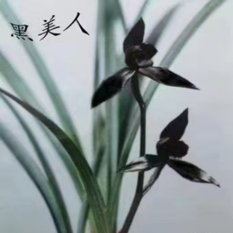 黑美人浓香型室内办公阳台绿植