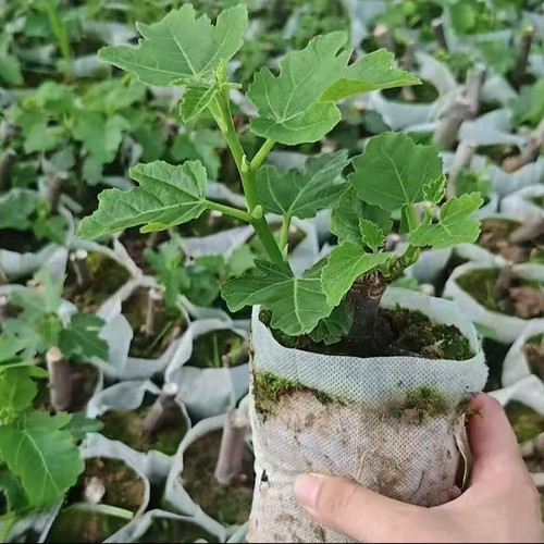无花果树苗青皮芭劳奈波姬红盆栽地栽南北方种植阳台庭院当年结果