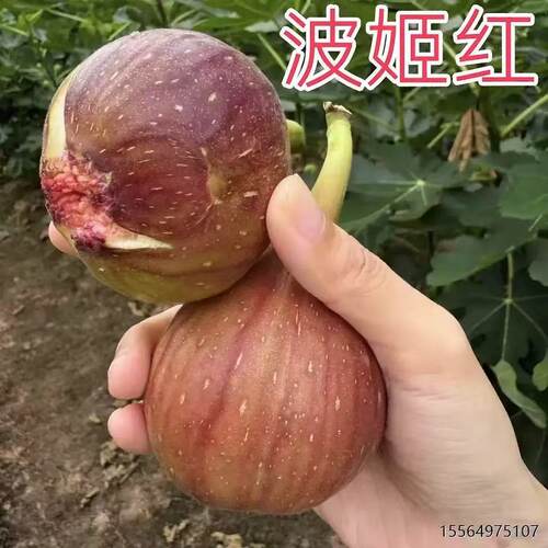 波姬红无花果树苗盆栽地栽阳台庭院果树