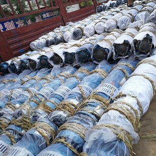 三相大流量农用灌溉高压泵 供应QJ深井泵 380V多级抽水深井潜水泵