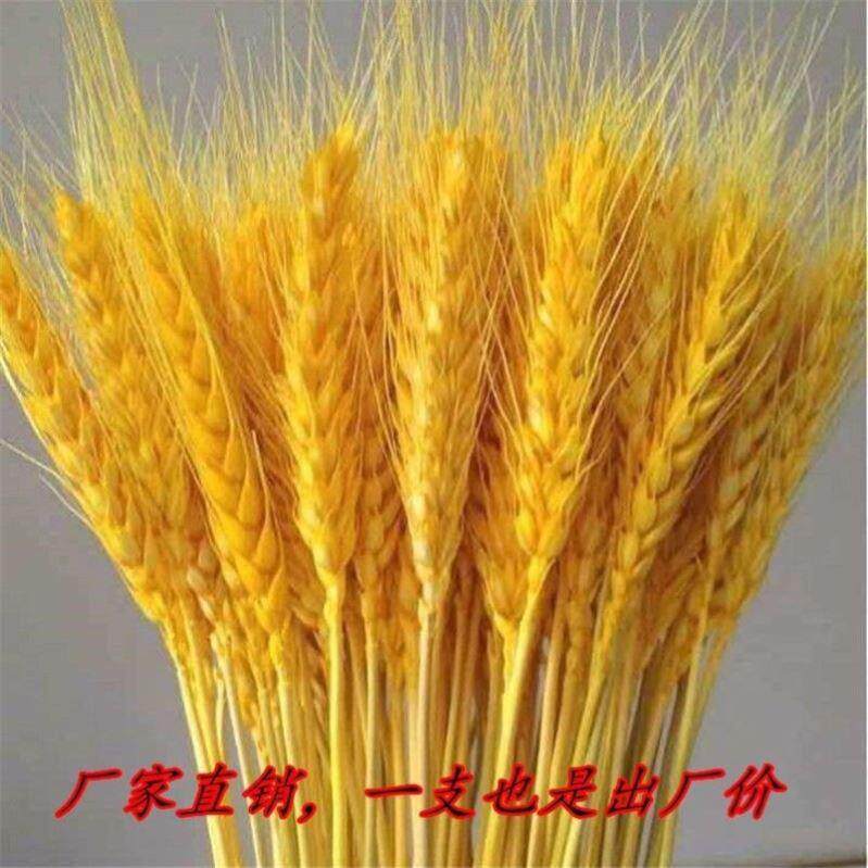 大麦花束摆件黄金穗干燥