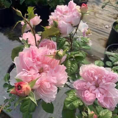 新品特色月季 蝶之舞 灌木多季开花