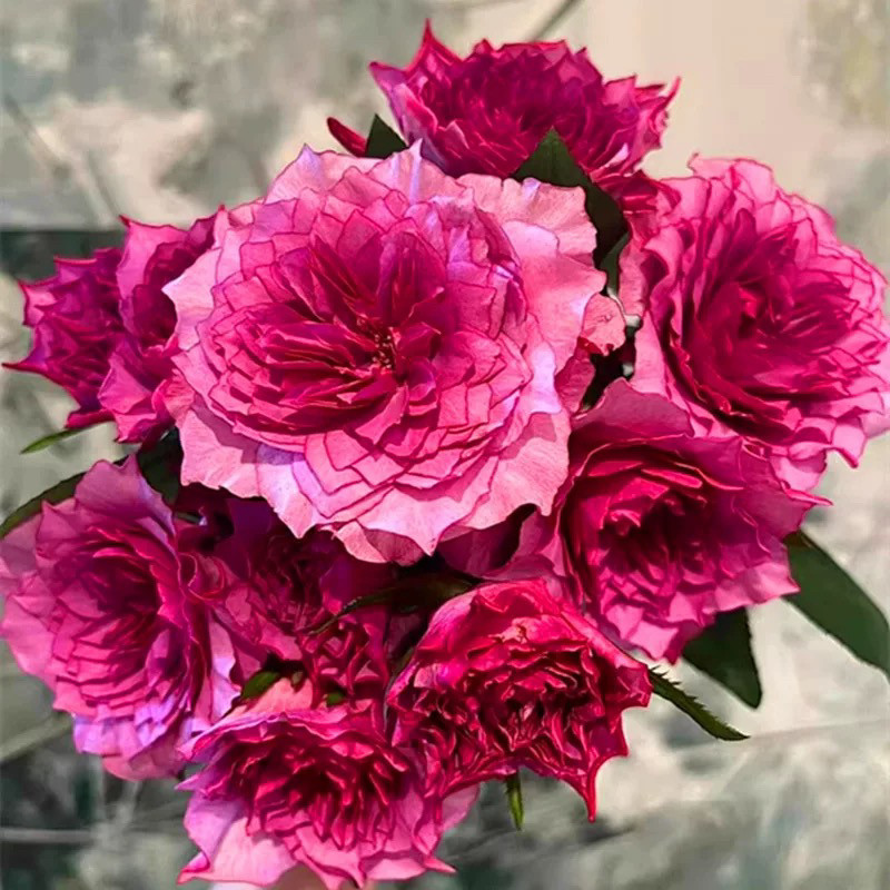 樱花飘 超新品肯尼亚切花月季 美人尖 耐开阳台盆栽花卉