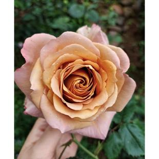 花苗大花阳台庭院盆栽多季 新品 复古色切花月季 梦 开花 咖啡