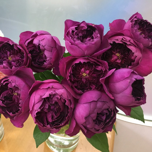 灌木秋日胭脂月季花 阳台月季玫瑰 浓香切花月季花苗 月季盆栽