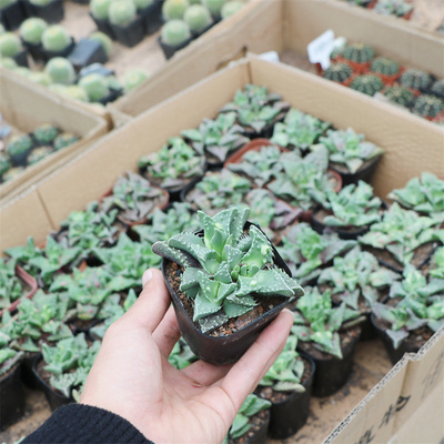 怒涛实生小苗开花有根好养可爱开花植物盆栽办公室迷你多肉套餐