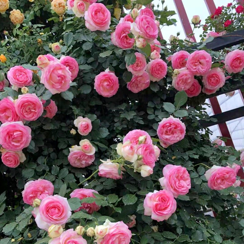 藤本蔷薇花苗爬粉龙月季大花庭院玫瑰花盆栽室外花卉植物